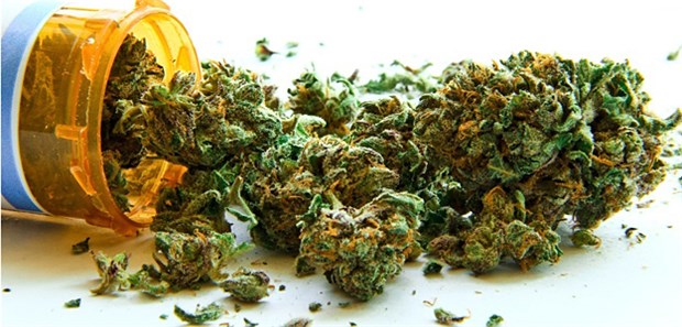 Online-Umfrage zur Wirksamkeit von Cannabisblüten aus der Apotheke